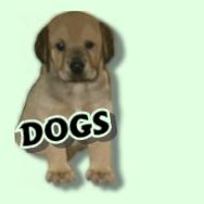 Dogs