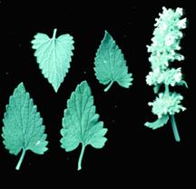 Catnip Leaves
